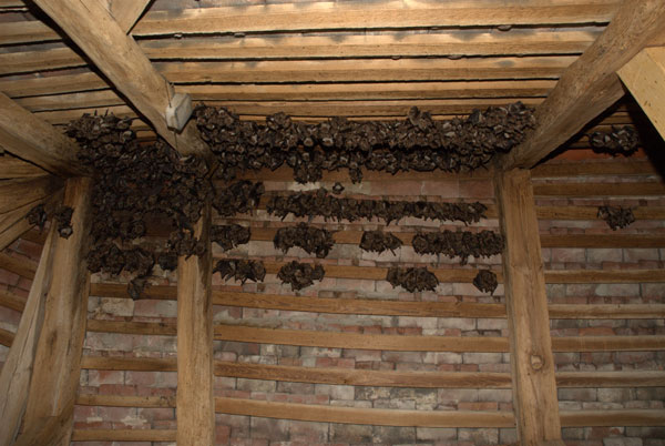 Obr. 1. Letní kolonie netopýra velkého na půdě zámku v Jevišovicích