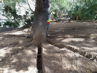 Realizace radilnho mulovn kolem strom 